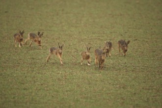 European hare (Lepus europaeus) mating season, seven males chasing a female hare across the field,