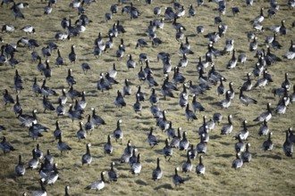 White-fronted geese, Barnacle geese, (Branta leucopsis) in a meadow in Westerhever,