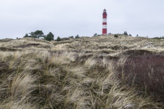 Dune landscape with lighthouse, Süddorf, Amrum, Schleswig-Holstein, Germany