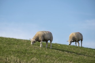 Sheep grazing on a dyke under a clear blue sky, Föhr, Nordfriesland, Schleswig-Holstein, Germany