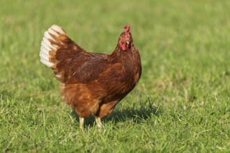 A brown chicken with white feathers looking head-on in the meadow, domestic chicken,