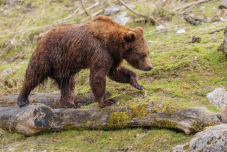 A young male brown bear (Ursus arctos arctos), soaked from bathing in a stream, runs over hilly