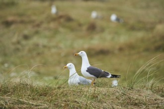 Yellow-legged gull (Larus michahellis) standing in the grass, Düne, Helgoland, Schleswig-Holstein,