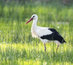 White stork (Ciconia ciconia) foraging in a meadow, spider threads on the grass, Lower Saxony,