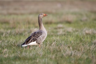 Greylag goose (Anser anser), Ochsenmoor, Dümmer, Lemförde, Lower Saxony, Germany