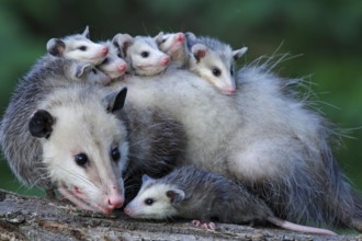 North American Opossum with youngs, Minnesota, USA (Didelphis marsupialis virginiana), Northern