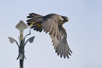 Peregrine Falcon (Falco peregrinus) flying, North Rhine-Westphalia, Germany, Germany