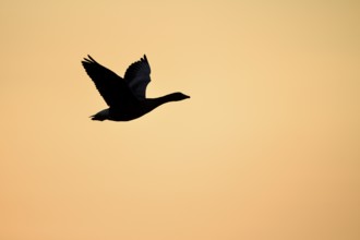 Greylag goose (Anser anser), in flight, in front of the evening sky, sunset, Ochsenmoor, Dümmer,