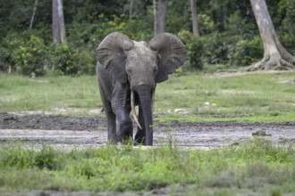 Forest elephant (Loxodonta cyclotis) in the Dzanga Bai forest clearing, Dzanga-Ndoki National Park,
