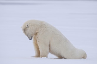 Polar bear (Ursus maritimus), stretching in the snow, Kaktovik, Arctic National Wildlife Refuge,