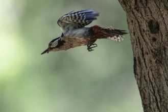 Great spotted woodpecker (Dendrocopos major), taking off, Emsland, Lower Saxony, Germany