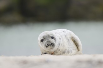 Grey seal (Halichoerus grypus) lying on the beach, Düne, Helgoland, Schleswig-Holstein, Germany