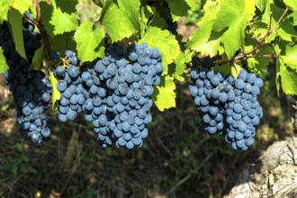 Chateaugay vineyard, AOC Côtes-d'Auvergne. Puy de Dome department. Auvergne Rhone Alpes. France