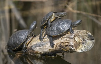European pond turtles (Emys orbicularis), on a tree trunk, Germany