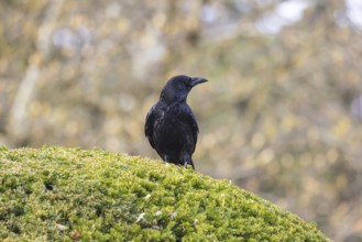 Crow, family of corvids (Corvidae) . Baden-Württemberg, Germany