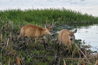 Pampas deer (Ozotoceros bezoarticus), male and female, for Colonia Carlos Pellegrini, Esteros del