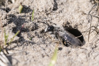 Ashy Mining Bee (Andrena cineraria), Emsland, Lower Saxony, Germany