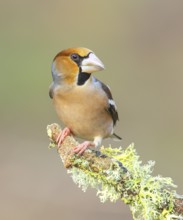 Hawfinch (Coccothraustes coccothraustes) male sitting on a branch overgrown with lichen, Wildlife,