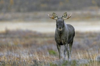 Moose, elk (Alces alces), adult bull, male foraging on the tundra in autumn, fall, Sweden,