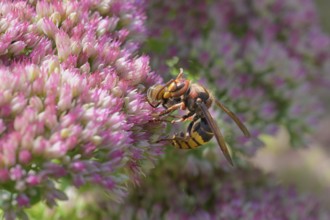 Hornet (Vespa crabro) feeding on a European honey bee (Apis mellifera), Germany