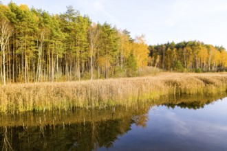 Shore zone with reeds and trees with autumn leaves are reflected in a lake of the Luggraben, on the