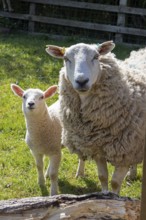 Sheep and lamb on pasture, Wilmcote, Warwickshire, England, Great Britain