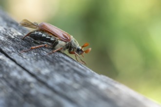 Close-up of cockchafer - fascinating details of a spring messenger