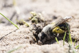 Ashy Mining Bee (Andrena cineraria), Emsland, Lower Saxony, Germany