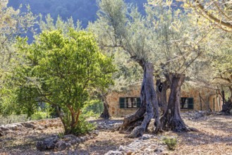 Olive farm with old olive trees in an orchard with an old stone house on the countryside a sunny
