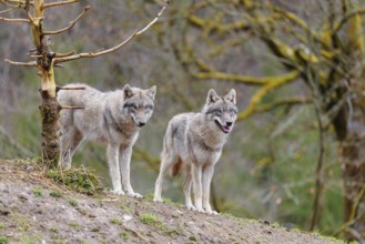 Two grey wolves (Canis lupus lupus) stand on a hill and watch something