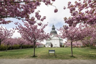 Japanese flowering cherries (Prunus serrulata Kanzan) in front of St Martin's Church in Haren,