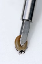 Tick forceps and tick, fully sucked, castor bean tick (Ixodes ricinus), free-standing, object