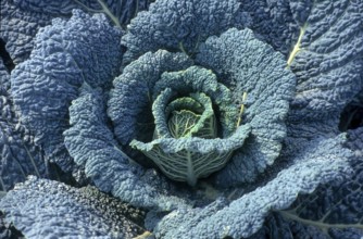 Savoy cabbage, vegetable cabbage (Brassica oleracea)