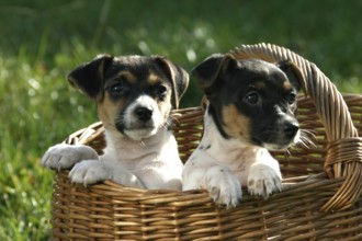 Jack Russell Terrier