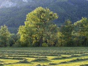 Freshly mown grass, tree at the edge of a forest, near Irdning, Styria, Austria