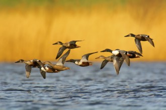 A group of northern shovelers in flight