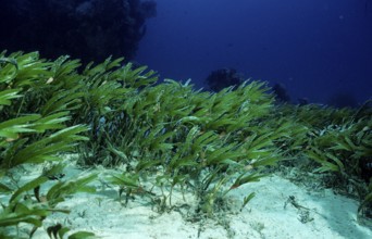 Seagrass, Seagrass meadow, Egypt, Red Sea