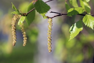 Birch tree (Betula) blossoms or catkins and green leaves in the spring. Birch pollen allergy is a