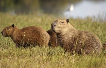 Capybara (Hydrochaeris hydrochaeris)