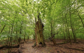 Fire stump, dead tree trunk in the Sababurg primeval forest, Reinhardswald estate district,