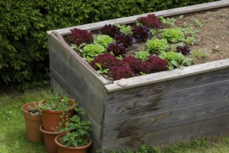 Raised bed with spring salads, garden, gardening, self-sufficiency, self-sufficiency, organic,