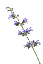 Sage (Salvia officinalis), blossoming plant, artistic closeup of purple flowers., isolated on white