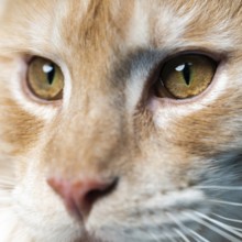 Extreme close-up portrait of red tabby Maine Coon Cat looking at camera. Smart red tabby American