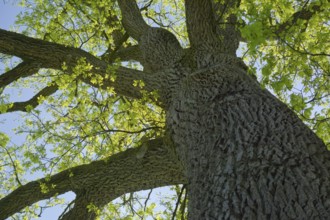 Leaf development on oak (Quercus), spring, April, deciduous tree, tree, Swabian-Franconian Forest