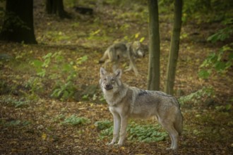 Moritzburg Game Reserve, Moritzburg, Saxony, Germany