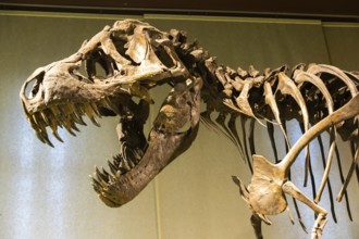 Milan, Italy- January 2023: Tyrannosaurus Rex fossil. Old t-rex skeleton in museum