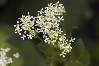 Hot whitetop (Cardaria draba), North Rhine-Westphalia, Germany