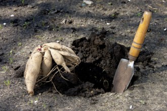Dahlia roots beeing planted, Dahlia tubers are planted, Roots, planted