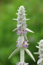 Lamb's Ear (Stachys byzantina)