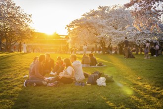People enjoy picnicking and taking photos under the blossoming cherry trees, Dresden, Saxony,